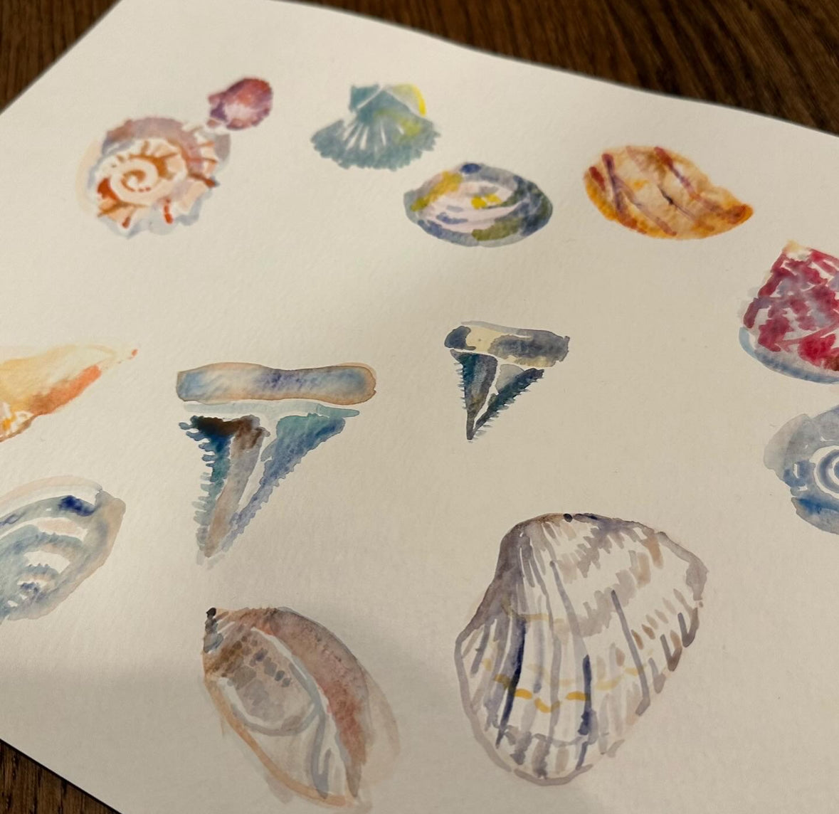 Cherry Grove Beach Shell Study - 12”x9”