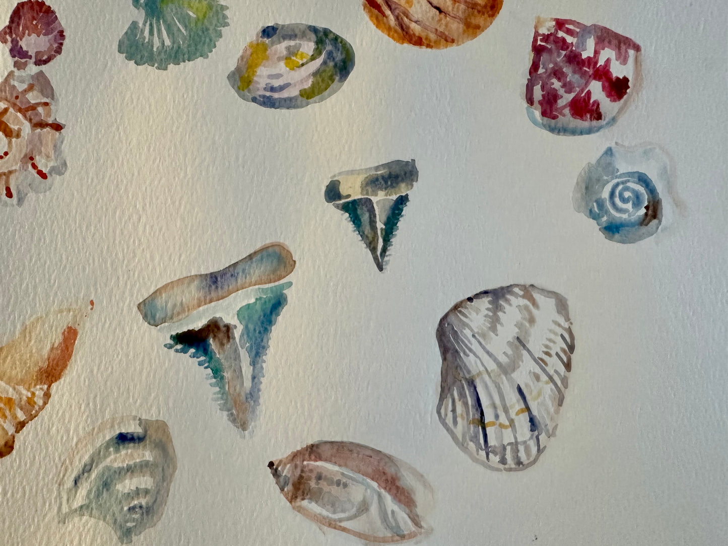 Cherry Grove Beach Shell Study - 12”x9”